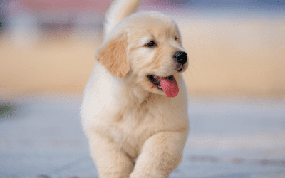 Find the Perfect Pet-Friendly Apartments for Rent in Virginia Beach, VA at Coastal 61